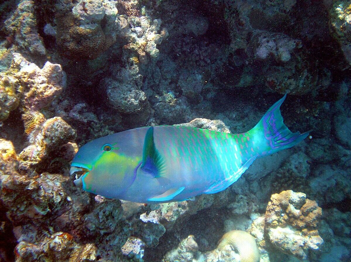 Imagem do Peixe Papagaio